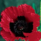 Top-Quality 100 BEAUTY Of Livermere ORIENTAL POPPY Papaver Orientale Flower Seeds