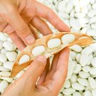 Exclusive 50 NAVY BEAN Michigan Pea White Phaseolus Vulgaris Soup Vegetable Seeds Exclusive 50 NAVY BEAN Michigan Pea White Phaseolus Vulgaris Soup Vegetable Seeds