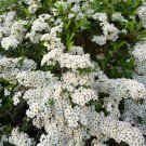 Exclusive 50 White CHINESE SPIREA Spiraea Chinensis Flower Bush Shrub Seeds Exclusive 50 White CHINESE SPIREA Spiraea Chinensis Flower Bush Shrub Seeds