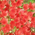 Limited Edition 10 RED CUMBERLAND AZALEA Rhododendron Cumberlandense Bush Shrub Flower Seeds