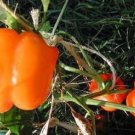 New Arrival 50 ORANGE Sun BELL PEPPER Sweet Capsicum Vegetable Seeds