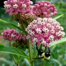 Limited Edition 75 RED SWAMP MILKWEED Asclepias Incarnata Flower Seeds