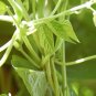 Top-Quality 50 GREENCROP BEAN Phaseolus Vulgaris Vegetable Seeds