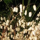 Best-Selling 100 QUAKING GRASS (Rattlesnake Grass) Briza Maxima Seeds