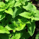 Best-Selling 1000 HEIRLOOM CATNIP Nepeta Cataria Herb Flower Seeds Best-Selling 1000 HEIRLOOM CATNIP Nepeta Cataria Herb Flower Seeds