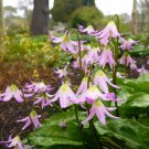 Exclusive 10 PINK FAWN LILY Trout Avalanche Dogs Violet Erythronium Revolutum Flower Seeds Exclusive 10 PINK FAWN LILY Trout Avalanche Dogs Violet Erythronium Revolutum Flower Seeds