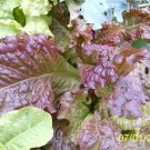 Best-Selling 3000 CIMMARON Red ROMAINE LETTUCE Lactuca Sativa Vegetable Seeds