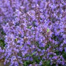 Limited Edition 50 PERSIAN CATMINT Mussins Nepeta Racemosa Flower Seeds Limited Edition 50 PERSIAN CATMINT Mussins Nepeta Racemosa Flower Seeds