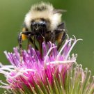 New Arrival 200 Great BURDOCK Arctium Lappa (Edible Burdock Cockle-Button) HERB Flower Seeds