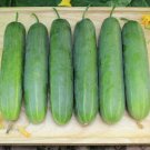 New Arrival 200 MARKETMORE 76 SLICING CUCUMBER Fruit Cucumis Sativus Seeds