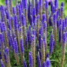 New Arrival 200 BLUE BOUQUET VERONICA Spicata Spike Speedwell Herb Flower Seeds