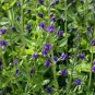 Premium 50 BLUE WILD INDIGO (False Indigo) Baptisia Australis Flower Seeds