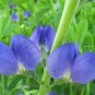 Premium 50 BLUE WILD INDIGO (False Indigo) Baptisia Australis Flower Seeds