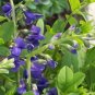 Premium 50 BLUE WILD INDIGO (False Indigo) Baptisia Australis Flower Seeds