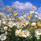 Limited Edition 500 ROMAN CHAMOMILE Chamaemelum Nobile Herb Flower Seeds Limited Edition 500 ROMAN CHAMOMILE Chamaemelum Nobile Herb Flower Seeds