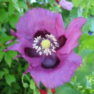 Limited Edition 400 PERSIAN BLUE POPPY Papaver Flower Seeds Limited Edition 400 PERSIAN BLUE POPPY Papaver Flower Seeds