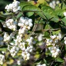 Limited Edition 25 COMMON SNOWBERRY - WHITE Berries Pink Flowers Symphoricarpos Alba Shrub Seeds