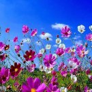 Limited Edition 350 COSMOS SENSATION MIX Mixed Colors Cosmos Bipinnatus Flower Seeds
