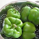 New Arrival 200 Sweet Green CALIFORNIA WONDER Bell PEPPER Capsicum Annuum Vegetable Seeds