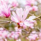 Best-Selling 5 LOEBNER MAGNOLIA Loebneri Stellata Kobus Tree Shrub White Pink 5"" Flower Seeds