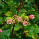 Exclusive 10 Dwarf CREEPING SNOWBERRY Shrub White Pink Flower Symphoricarpos Mollis Seeds Exclusive 10 Dwarf CREEPING SNOWBERRY Shrub White Pink Flower Symphoricarpos Mollis Seeds