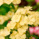 Exclusive 100 YELLOW BEAUTY PHLOX Drummondii Nana Compacta Short Dwarf Flower Seeds Exclusive 100 YELLOW BEAUTY PHLOX Drummondii Nana Compacta Short Dwarf Flower Seeds