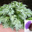 Exclusive 25 CARDOON Cynara Cardunculus Artichoke Thistle Perennial Edible Vegetable Seeds Exclusive 25 CARDOON Cynara Cardunculus Artichoke Thistle Perennial Edible Vegetable Seeds