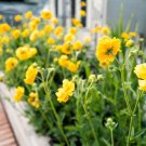 Premium 10 Yellow Lady Stratheden GEUM Chiloense Flower Seeds