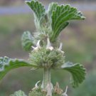 Premium 100 White HOREHOUND Marrubium Vulgare Herb Flower Seeds