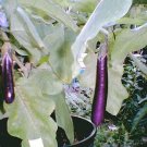Top-Quality 1000 LONG PURPLE EGGPLANT Solanum Melongena Esculentum Vegetable Seeds