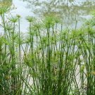 Exclusive 20 Cyperus PAPYRUS Paper Reed Water Plant Egyptian Nile Grass Yellow Flower Seed
