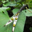 Best-Selling 150 MUNG BEAN Moong Sprouts Golden Gram Green Vigna Radiata Vegetable Seeds