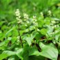 Limited Edition 15 BEADRUBY Maianthemum Dilatatum Native White Flower Red Berry Moist Shade Seed