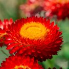 Best-Selling 100 Red FIRE BALL STRAWFLOWER Helichrysum Monstrosum Flower Seeds Best-Selling 100 Red FIRE BALL STRAWFLOWER Helichrysum Monstrosum Flower Seeds