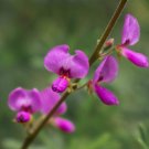 Top-Quality 200 SHOWY PINK TREFOIL Stick Tights Desmodium Canadense Flower Seeds Top-Quality 200 SHOWY PINK TREFOIL Stick Tights Desmodium Canadense Flower Seeds