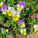 Premium 50 Light JOHNNY JUMP UP Viola Tricolor Violet Flower Seeds