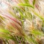 Limited Edition 40 SQUIRREL TAIL Barley GRASS (Foxtail Barley) Hordeum Jubatum Ornamental Seeds