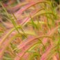 Limited Edition 40 SQUIRREL TAIL Barley GRASS (Foxtail Barley) Hordeum Jubatum Ornamental Seeds