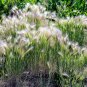 Limited Edition 40 SQUIRREL TAIL Barley GRASS (Foxtail Barley) Hordeum Jubatum Ornamental Seeds