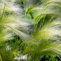 Limited Edition 40 SQUIRREL TAIL Barley GRASS (Foxtail Barley) Hordeum Jubatum Ornamental Seeds