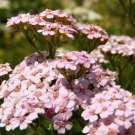 Top-Quality 50 LOVE PARADE YARROW Achillea Sibirica Camtschatica Pale Pink Flower Seeds Top-Quality 50 LOVE PARADE YARROW Achillea Sibirica Camtschatica Pale Pink Flower Seeds