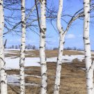 Limited Edition 100 WHITE Japanese BIRCH TREE Betula Platyphylla Japonica Seeds