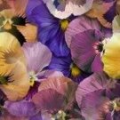 Premium 250 Mixed Colors SWISS GIANT PANSY Viola Wittrockiana Flower Seeds Premium 250 Mixed Colors SWISS GIANT PANSY Viola Wittrockiana Flower Seeds