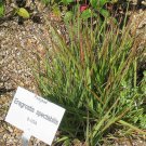 Premium 100 PURPLE LOVEGRASS Eragrostis Spectabilis Native Love Grass Flower Seeds Premium 100 PURPLE LOVEGRASS Eragrostis Spectabilis Native Love Grass Flower Seeds