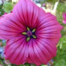 Limited Edition 10 VULCAN MALOPE Trifida / Mallowwort / Mallow Flower Seeds