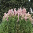 New Arrival 200 Ornamental PINK PAMPAS GRASS Cortaderia Selloana Rosea Seeds