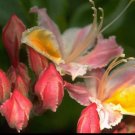 Best-Selling 20 WESTERN AZALEA Pink White Yellow Shrub Flower Rhododendron Occidentale Seeds Best-Selling 20 WESTERN AZALEA Pink White Yellow Shrub Flower Rhododendron Occidentale Seeds