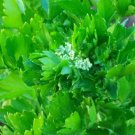 Best-Selling 2000 Cutting LEAF CELERY Apium Graveolens European Chinese Herb Seeds Best-Selling 2000 Cutting LEAF CELERY Apium Graveolens European Chinese Herb Seeds