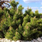 Best-Selling 25 MUGO PINE Dwarf Evergreen Pinus Pumilio Shrub Seeds Best-Selling 25 MUGO PINE Dwarf Evergreen Pinus Pumilio Shrub Seeds
