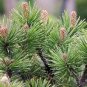 Best-Selling 25 MUGO PINE Dwarf Evergreen Pinus Pumilio Shrub Seeds